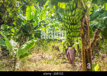 Closeup of giant cavendish banana bunch on the plantation Stock Photo