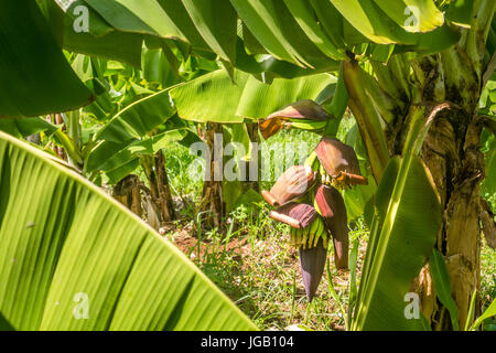 Closeup of giant cavendish banana bunch on the plantation Stock Photo