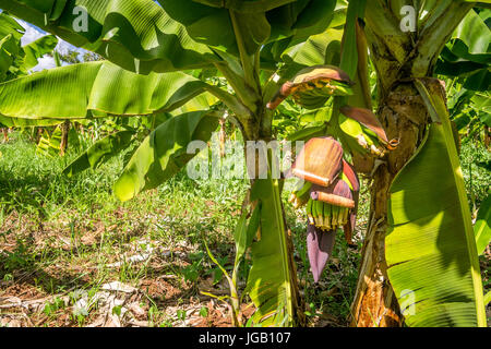 Closeup of giant cavendish banana bunch on the plantation Stock Photo