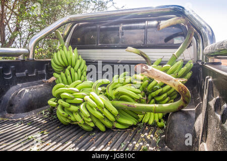 Banana bunch in pickup truck boot in Kenya Stock Photo