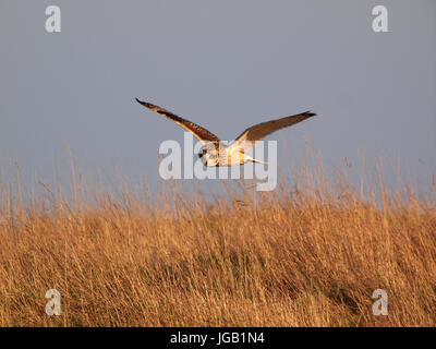 A close up shot of a short eared owl flying low over grassland in the evening at Harty Ferry Stock Photo