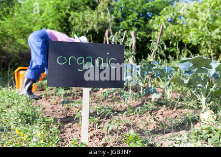 Farmer working in the organic vegetable garden Stock Photo