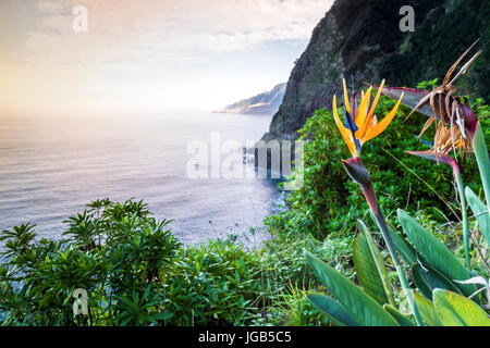 Strelitzia blooming on Madeira, Portugal Stock Photo