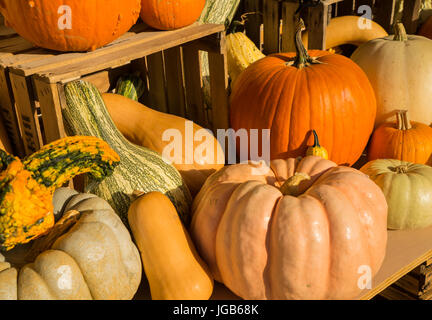 Arrangement Pumpkins, gourds and squash. Stock Photo