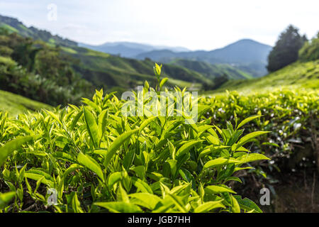 Tee plantation in the Cameron Highlands Stock Photo