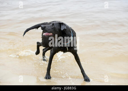 Black Labrador Dog sitting in the water Stock Photo