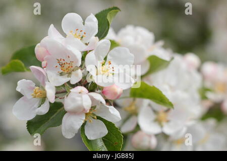 Malus Domestica 'Discovery', apple blossom in full bloom in an old English orchard in early summer (May), UK Stock Photo