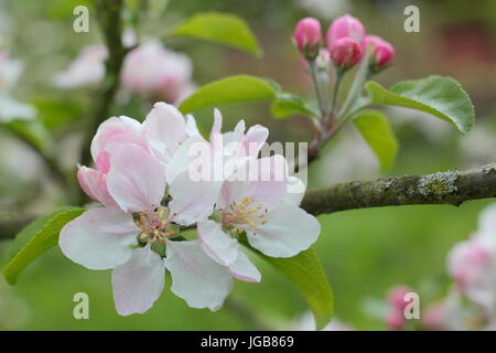 Malus 'Laxton's Fortune', apple blossom in full bloom in a traditional English orchard in early summer (May), UK Stock Photo