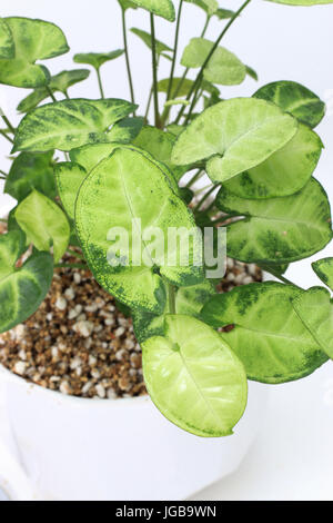 Syngonium podophyllum or known as Goosefoot Plant, Arrowhead Vine/Plant, Nephthytis, Five-fingers, African/American Evergreen