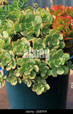 Aeonium castello paivae and Jade plant growing in a pot Stock Photo