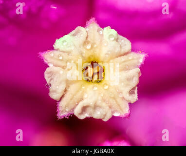 Extreme macro closeup of a small yellow and purple / pink flower, with small rain water droplets on it Stock Photo