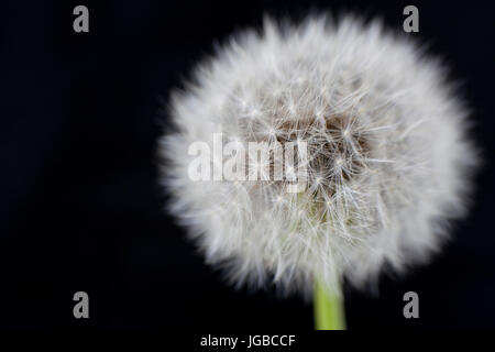 Closeup of dandelion on black background Stock Photo
