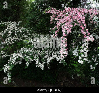 Pink & white hawthorn blossom, (Crataegus monogyna). Stock Photo