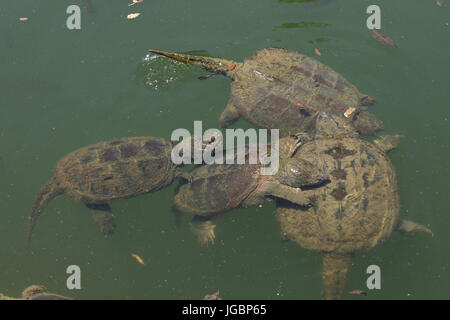 Snapping turtle, (Chelydra serpentina) Stock Photo