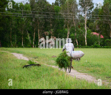 An Giang, Vietnam - Aug 7, 2016. A farmer carrying grass on countryside road in Mekong Delta, Vietnam. The Mekong Delta is also Vietnam's most importa Stock Photo