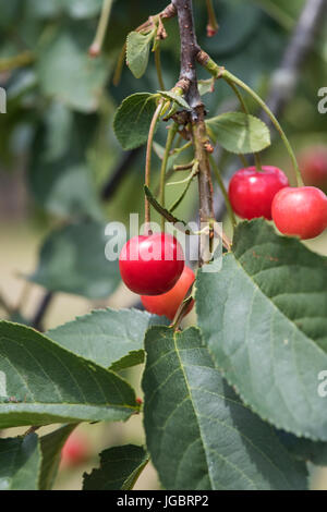 Prunus cerasus. Sour cherry 'Morello' fruit on a tree. UK Stock Photo