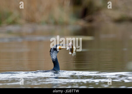 Great cormorant (Phalacrocorax carbo), in the water with fish in beak, prey, nature river area Peenetal Stock Photo