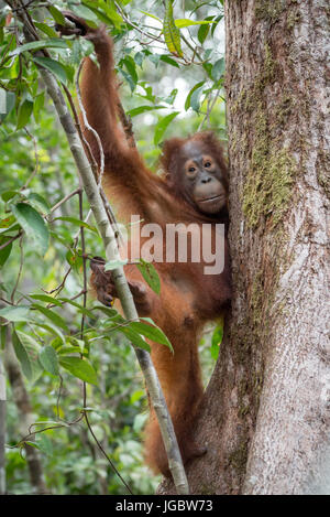 Borneo Orangutan (Pongo pygmaeus), male hanging, Camp Leaky, Tanjung Puting National Park, Kalimantan, Borneo, Indonesia Stock Photo