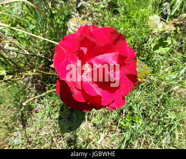 Red Rose Stock Photo