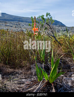 Watsonia tabularis flowers in the Southern Cape, South Africa Stock Photo