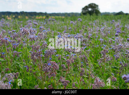 Borage Borago officinalis or Starflower grown as crop Stock Photo