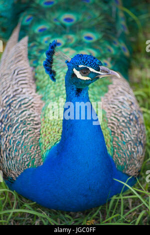Peacock withi the grounds of the Alcazar, Seville, Andalucia, Spain. Stock Photo