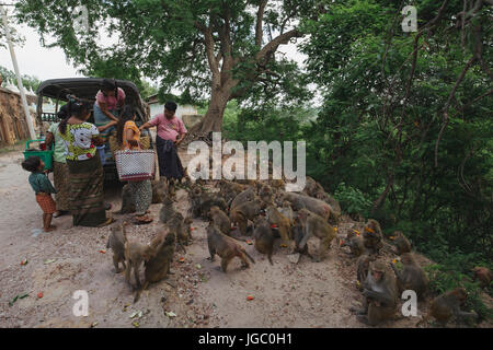 A family is feeding monkey in Po Win Taung Cave /Pagoda - Monywa - Sagaing region - Northern Myanmar Stock Photo