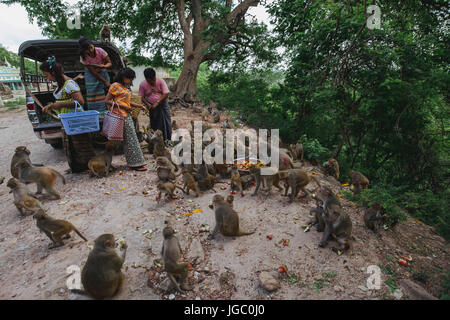 A family is feeding monkey in Po Win Taung Cave /Pagoda - Monywa - Sagaing region - Northern Myanmar Stock Photo