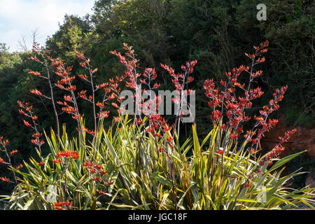A large phormium tenax variagata in full flower at Sidmouth, Devon. Stock Photo