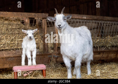 Nanny and kid pygmy goat in pen. Stock Photo