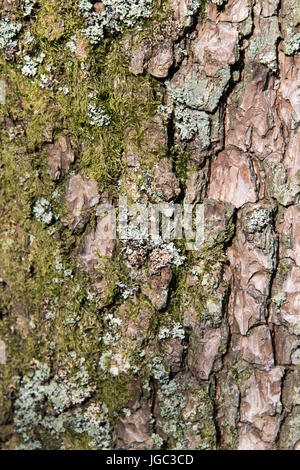 Close up of Moss and Lichen growing on an Alder tree. Stock Photo