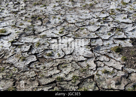 Mud cracked and dried out during period of drought. Yorkshire, UK. Stock Photo
