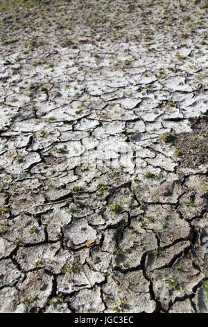Mud cracked and dried out during period of drought. Yorkshire, UK. Stock Photo