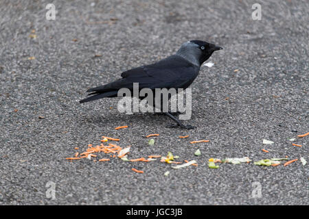 Jackdaw, Corvus monedula, eating scraps of food in the car park of a fast food restaurant. UK Stock Photo