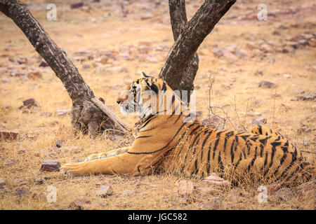Tiger, Ranthambhore Tiger Reserve, Rajasthan, India Stock Photo