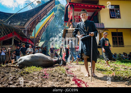 Old man standing in front a water buffalo that  has been sacrified at a Torajan funeral ceremony for the funeral celebration of an old man, Tana Toraj Stock Photo