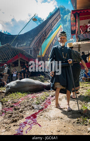 Old man standing in front a water buffalo that  has been sacrified at a Torajan funeral ceremony for the funeral celebration of an old man, Tana Toraj Stock Photo