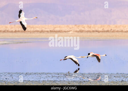 Andean flamingo, Los Flamencos National Reserve, Atacama Desert, Chile ...