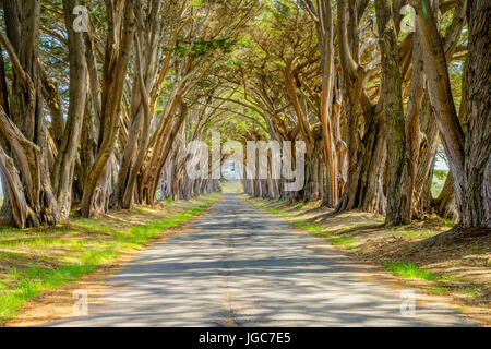 The Monterey cypress “tree tunnel” at the Point Reyes station is a signature landscape feature of the Point Reyes National Seashore in California Stock Photo