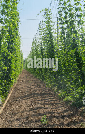 Rows of Hops vines growing on a farm. Stock Photo