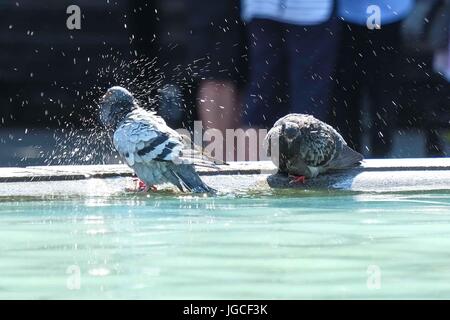 London, UK. 5th July 2017. Pigeons take a dip in the fountains in Trafalgar Square. A hot day in London with temperatures expected to reach 29 degrees celsius. Credit: claire doherty/Alamy Live News Stock Photo
