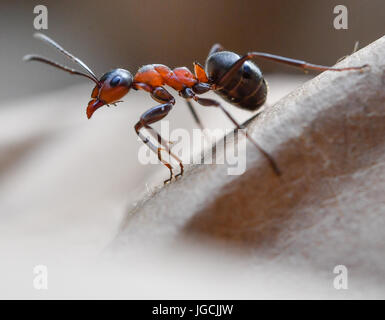 Birkenwerder, Germany. 04th July, 2017. A Formica polyctena (species of European red wood ant), photographed in a forest near Birkenwerder, Germany, 04 July 2017. The certified biologist and CEO of the company Nagola Re GmbH, Christina Graetz, helps relocating ants. Photo: Patrick Pleul/dpa-Zentralbild/dpa/Alamy Live News