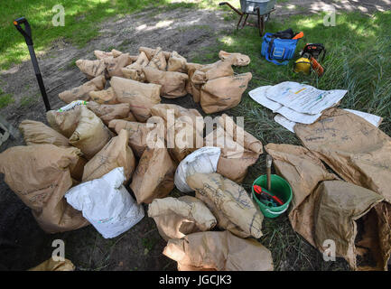 Birkenwerder, Germany. 04th July, 2017. Many paper bags filled with anthills stand in a forest and are ready for their transport near Birkenwerder, Germany, 04 July 2017. The certified biologist and CEO of the company Nagola Re GmbH, Christina Graetz, helps relocating ants. Photo: Patrick Pleul/dpa-Zentralbild/dpa/Alamy Live News