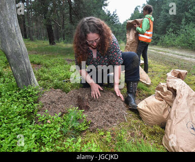 Birkenwerder, Germany. 04th July, 2017. The certified biologist and CEO of the company Nagola Re GmbH, Christina Graetz, relocates an ant colony in a forest near Birkenwerder, Germany, 04 July 2017. The ant colony is located in the paper bags in the foreground. Photo: Patrick Pleul/dpa-Zentralbild/dpa/Alamy Live News