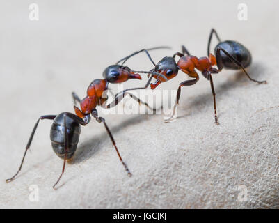 Birkenwerder, Germany. 04th July, 2017. Two Formica polyctenas (species of European red wood ant), photographed in a forest near Birkenwerder, Germany, 04 July 2017. The certified biologist and CEO of the company Nagola Re GmbH, Christina Graetz, helps relocating ants. Photo: Patrick Pleul/dpa-Zentralbild/dpa/Alamy Live News