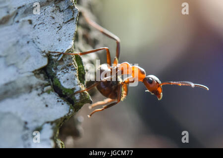 Birkenwerder, Germany. 04th July, 2017. dpatop - A Formica polyctena (species of European red wood ant), photographed in a forest near Birkenwerder, Germany, 04 July 2017. The certified biologist and CEO of the company Nagola Re GmbH, Christina Graetz, helps relocating ants. Photo: Patrick Pleul/dpa-Zentralbild/dpa/Alamy Live News Stock Photo