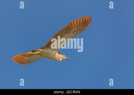 Nankeen night heron in flight, Australia Stock Photo