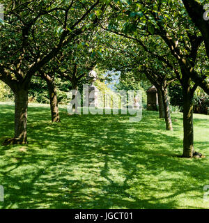 Trees on grass with shadow Stock Photo