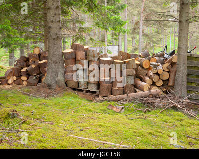 Piles of cut tree logs in forest clearing,Scotland, UK. Stock Photo