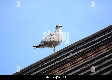 Seagull on a roof top Stock Photo